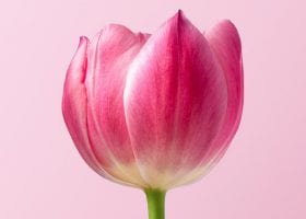infertility and divorce