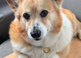mom died left dog