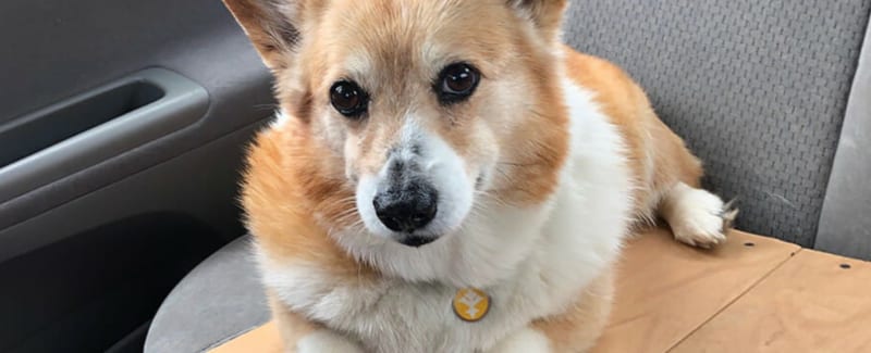 When my mom died, she left one burden behind … her old dog